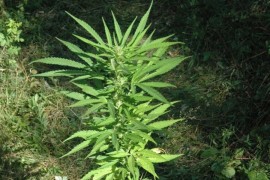 Policija otkrila 30 stabljika marihuane, ali i eksploziv