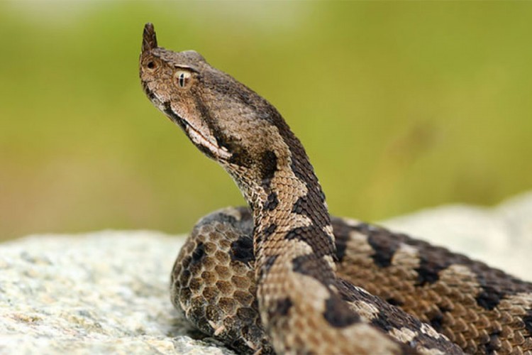 Kako se pravi serum protiv zmijskog otrova i šta ako vas ujede zmija?