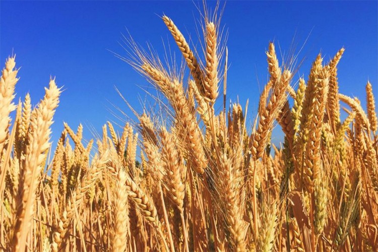 Premija za pšenicu dva feninga po kilogramu
