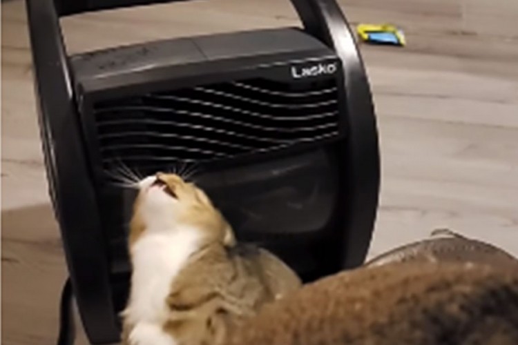 Nevidljivi neprijatelj: Borba mačke sa vazduhom iz ventilatora