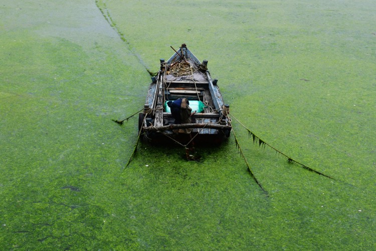 Alge obložile vodu i prekrile plaže, Kinezi angažovali mehanizaciju