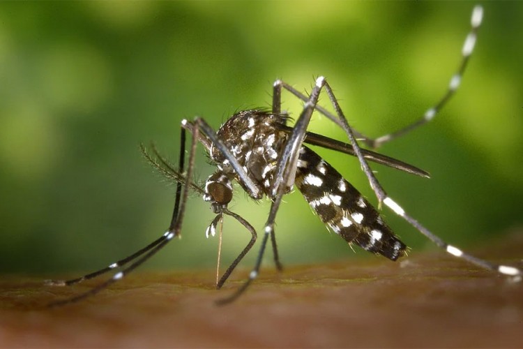 Koje sve tropske bolesti prenose komarci?