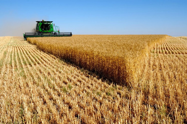 Žetva pšenice u punom jeku u Srpskoj, ratari zadovoljni cijenom