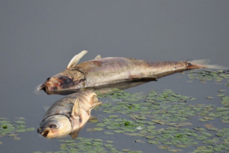 Inspektori otkrili uzrok pomora ribe u "Ribnjaku" Prnjavor