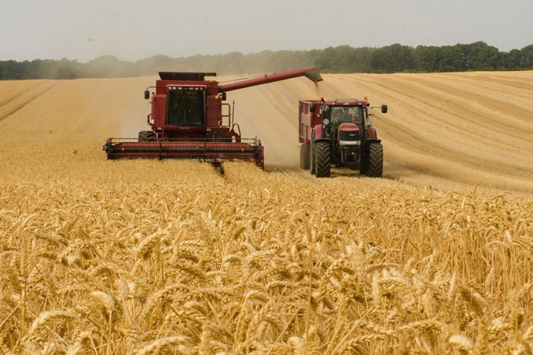 Marinković: Žetva pšenice završena na 95 odsto površina