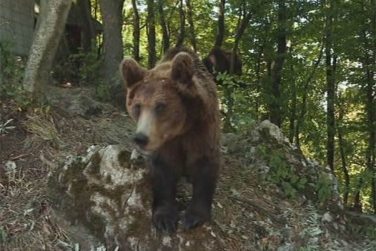 Maša i Ljubica atrakcija na Ozrenu: Medvjedice koje obožavaju bombone