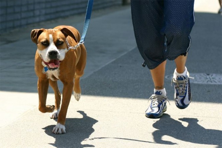 Trik koji pomaže procijeniti je li prevruće za izvesti psa u šetnju