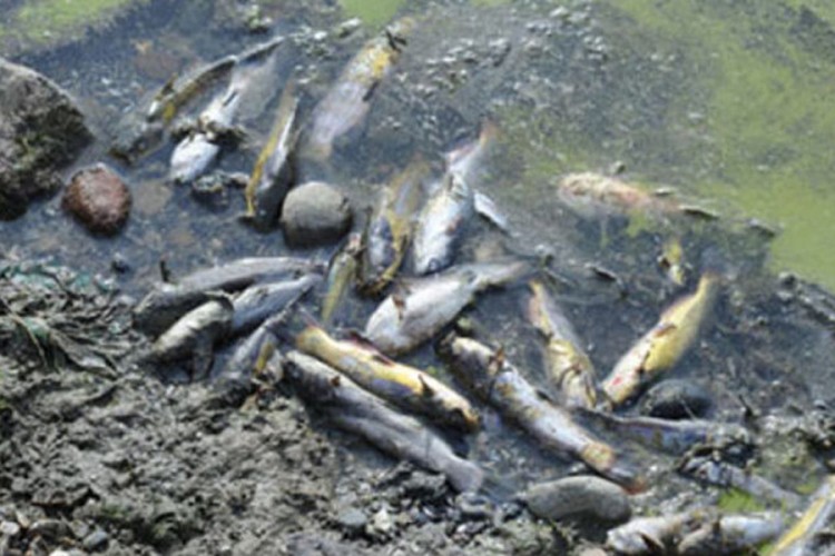 Sva uginula riba uklonjena iz prnjavorskog "Ribnjaka"