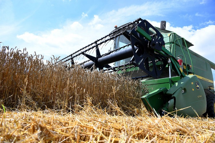 U Vojvodini presrećni, prinosi pšenice 10 tona po hektaru