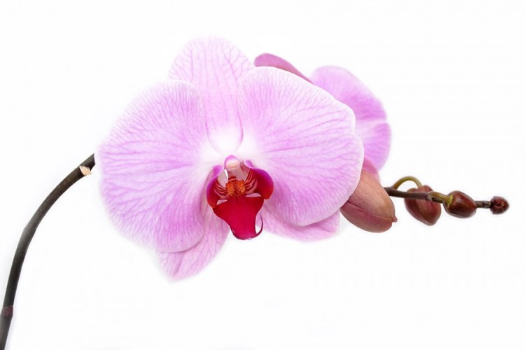 Pet savjeta s kojima će orhideje preživjeti ljetne vrućine