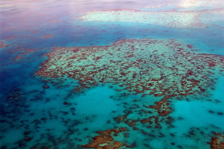 UNESCO razmatra da li je Veliki koralni greben ugrožen