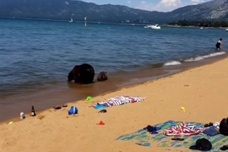 Neobičan prizor na moru: Mečka povela mladunčad na plažu da se kupaju