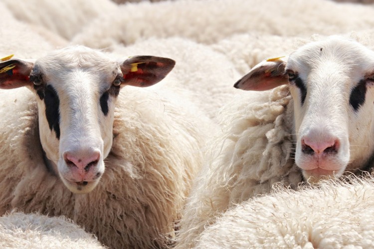 Mještani Osječana očajni: Vukovi za noć pojeli tri ovce i dvoje jagnjadi