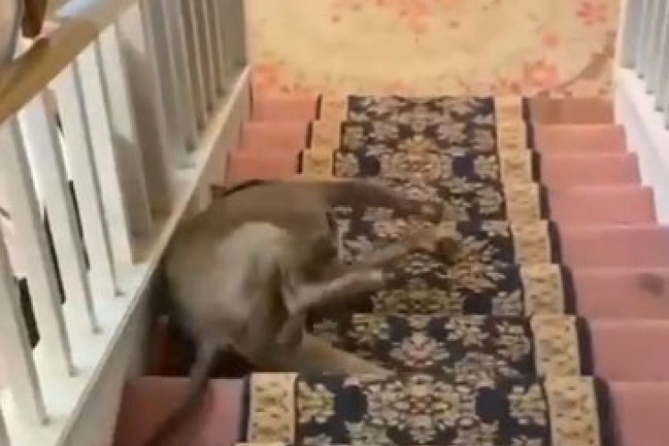 Pas objasnio vlasnici kako se "pravilno" silazi niz stepenice