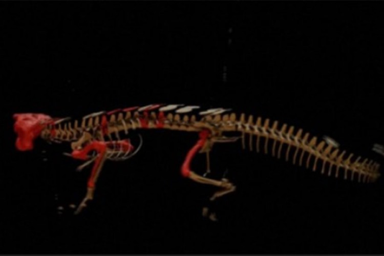 U Čileu otkriven "pradjed" krokodila