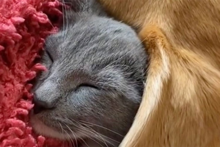 Mačka pronašla neobičan način da se ugrije dok spava