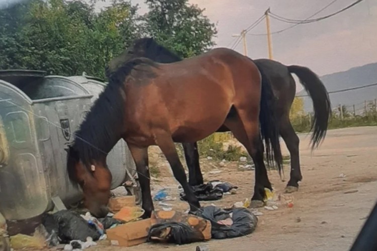 Konji lutaju sarajevskim naseljem, u kontejnerima traže hranu