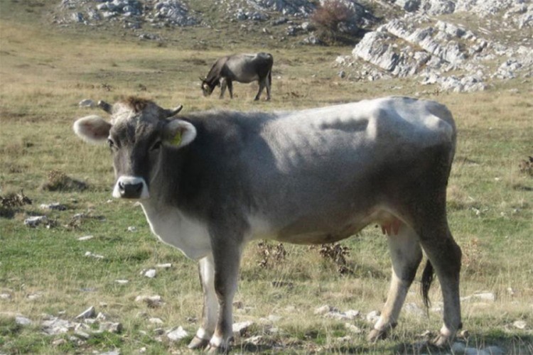 Podsticaj za uzgoj autohtonog gatačkog govečeta