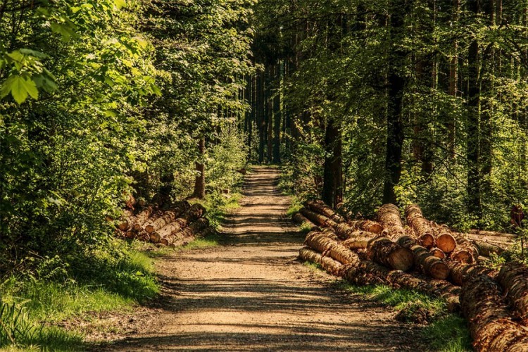 Šumar iz Gradiške osumnjičen da je oštetio javno preduzeće