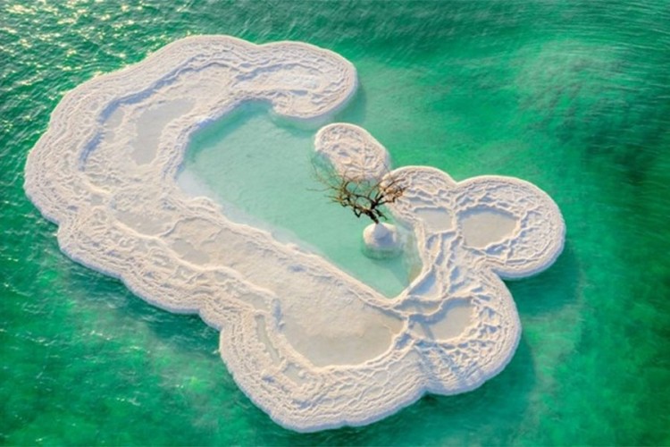 "Drvo života" na ostrvu od soli usred Mrtvog mora