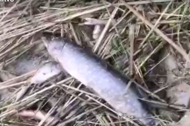 Ekocid u hrvatskoj rijeci: Izvučeno više od 100 kilograma mrtve ribe