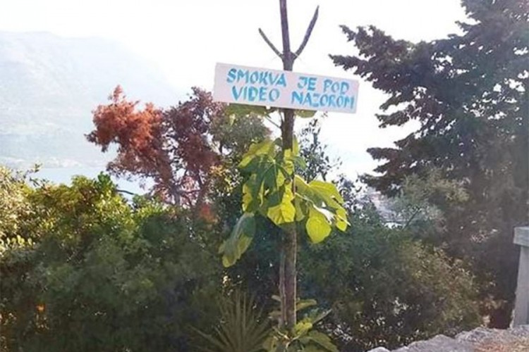 Natpis na smokvi na Korčuli nasmijao mnoge: "Ni smokvu više ne smiješ maznuti"