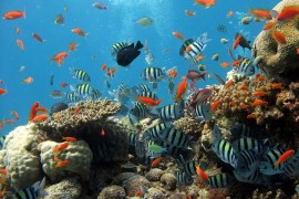Tajland zabranio kreme za sunčanje koje štete koralima