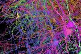Naučnici potvrdili: Struktura mišjeg mozga slična ljudskoj