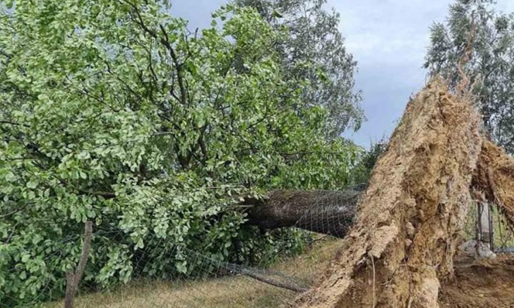 Nevrijeme u dijelovima BiH: Vjetar rušio krovove, lomio drveće i prevrnuo kamion