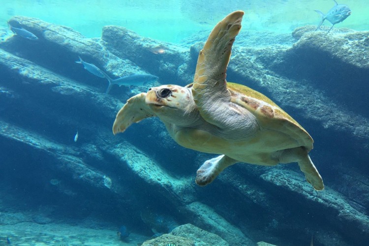 Evoluciona zamka koja navodi morske kornjače da jedu plastiku