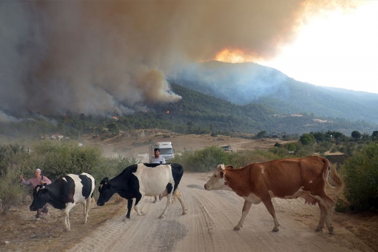 Erdoan: Pod kontrolom 202 od 214 šumskih požara u 46 gradova