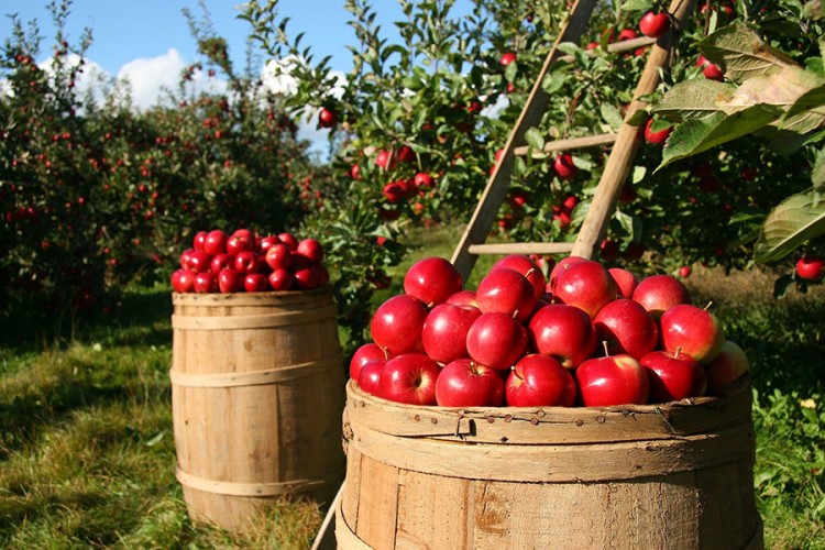 U Rusiju izvezli 3,5 miliona kg jabuka i pola miliona sadnica