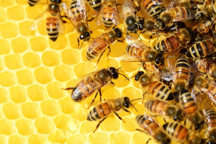 Pčelari u USK dižu kredite kako bi spasili pčelinjake