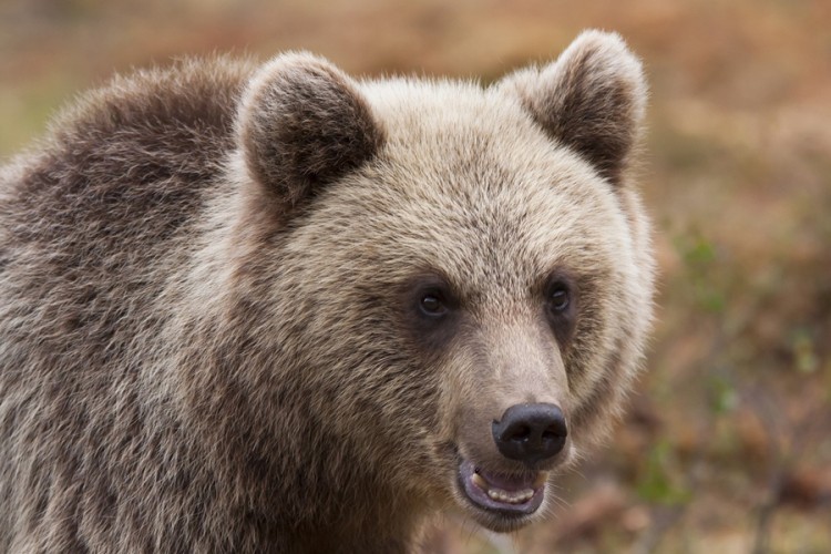 Turista podnio tužbu zbog medvjeda u kontejneru