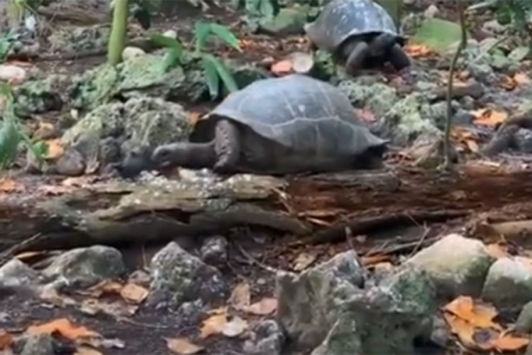Džinovska sejšelska kornjača pokazala se kao predator