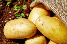 Poljoprivrednici očekuju manji rod krompira i veće cijene