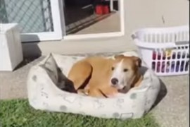 Pas svakog dana ukrade jastuke, iznese ih van i sunča se