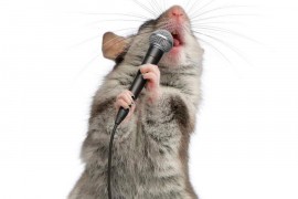 Jeste li znali da miševi mogu pjevati?