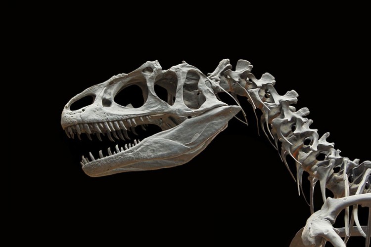 Dinosaurus Veliki Džon na prodaju, cijena do 1,5 miliona evra