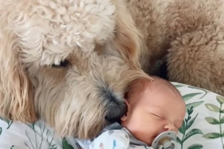 Pas upoznao novorođenu bebu, video će vam otopiti srce