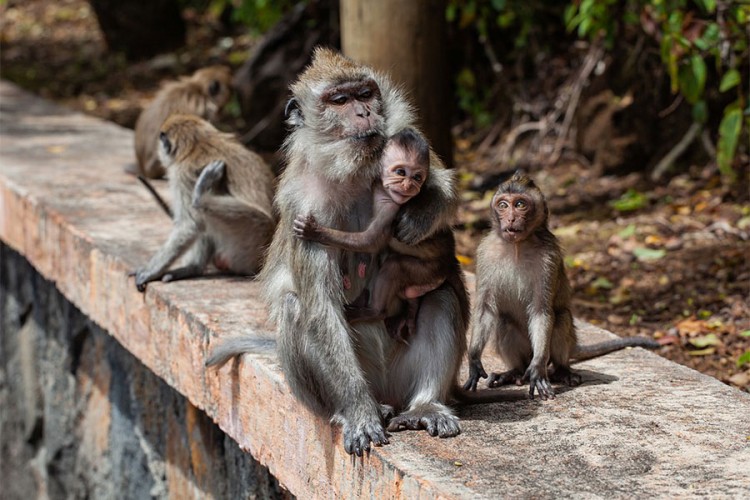 Majmuni na Baliju sve češće u selima kradu ljudima hranu