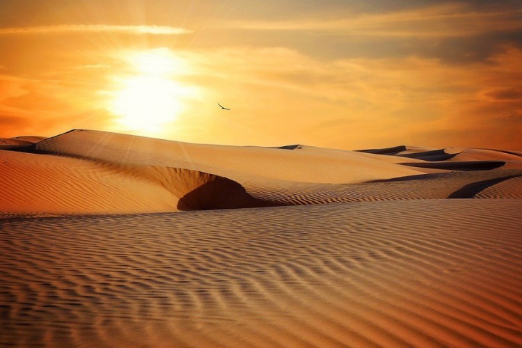 Vic dana: Mujo traži vodu u pustinji