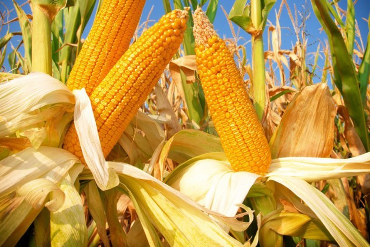Suša u Pomoravlju umanjila prinos kukuruza