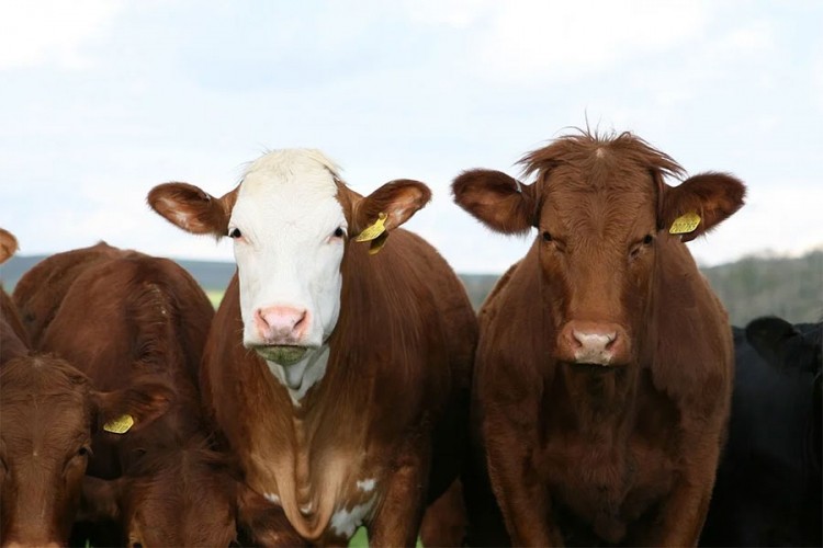 Uče krave da idu u poseban toalet da bi smanjili emisiju gasova