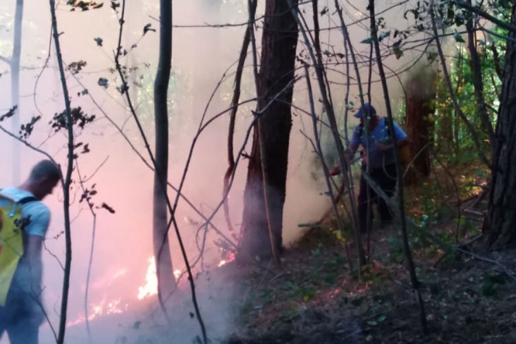 Vatra progutala borovu šumu staru 60 godina