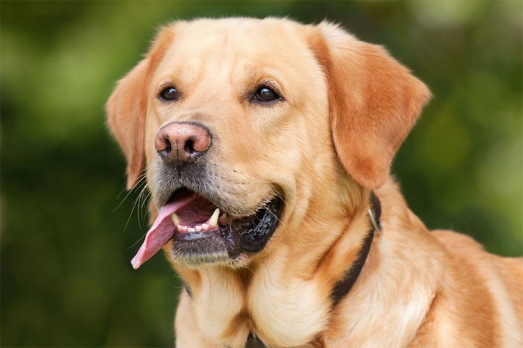 Stručnjaci: Psi zaista mogu unaprijed da nanjuše epileptični napad