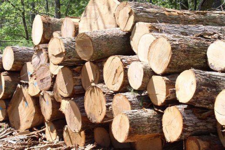 Prioritet dati domaćim drvoprerađivačima