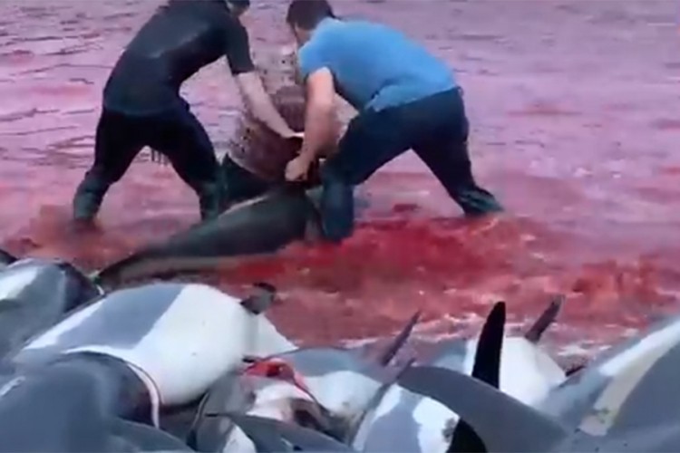 Klaonica na otvorenom, ubijeno 1.428 bjelogrlih delfina