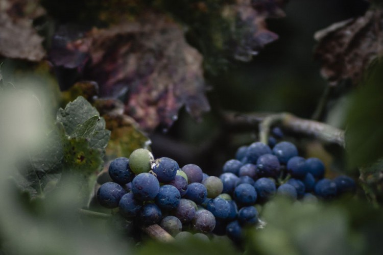 Crno grožđe, poklon jeseni prepun zdravlja
