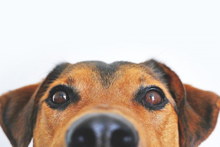 Četiri razloga zašto pas gleda u vas